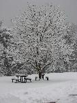 Winter Picnic