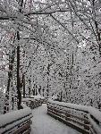 Snowy Walkway