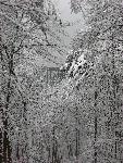 Bridge Through the Trees