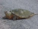Snapping Turtle