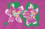 Wood Sorrel