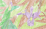 Crested Iris