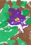 Crested Iris