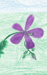 Wild Geranium