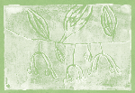 Solomon's Seal