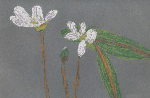 Spring Beauty