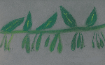 Solomons Seal