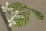 Toothwort