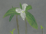 Great Trillium
