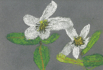 Canada Violet 