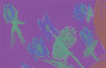 Phlox 