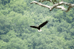 Adult Eagle in flight - June 1, 2011