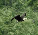Adult bald eagle in flight