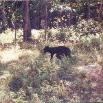Black Bear