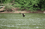 Adult bald eagle flying over river