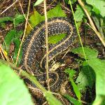 Garter Snake