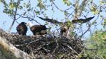Adult and chicks on nest, April 20, 2012