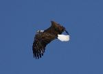 adult eagle in flight, April 20, 2012
