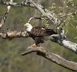 Adult bald eagle - April 7, 2012