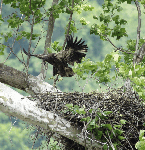 Young eagle landing in nest