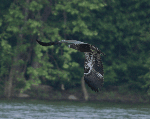 Young eagle flying over river