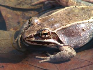 wood frog