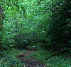 trail through forest