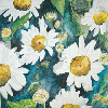 oxeye daisies watercolor painting