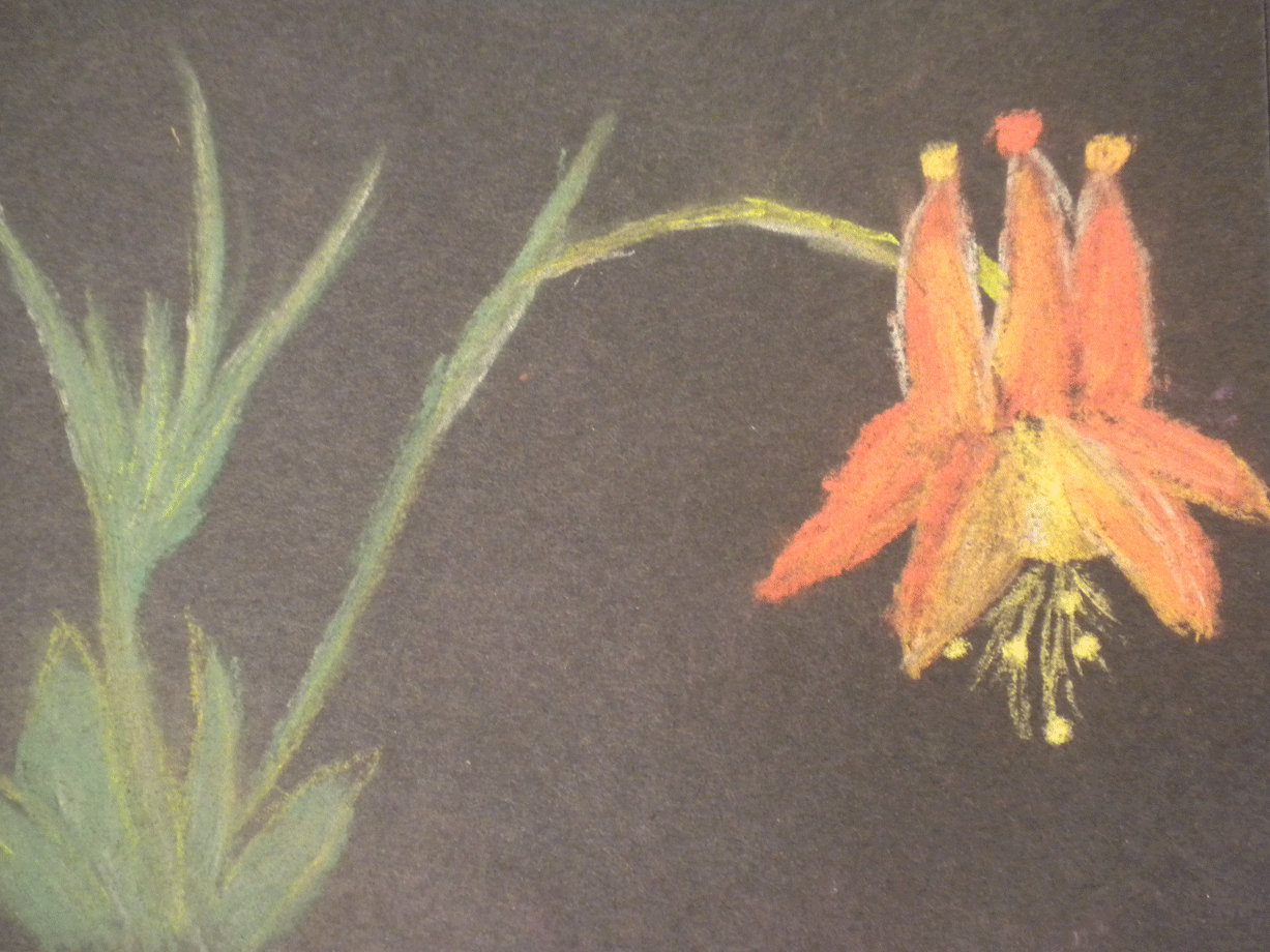 Wild Columbine