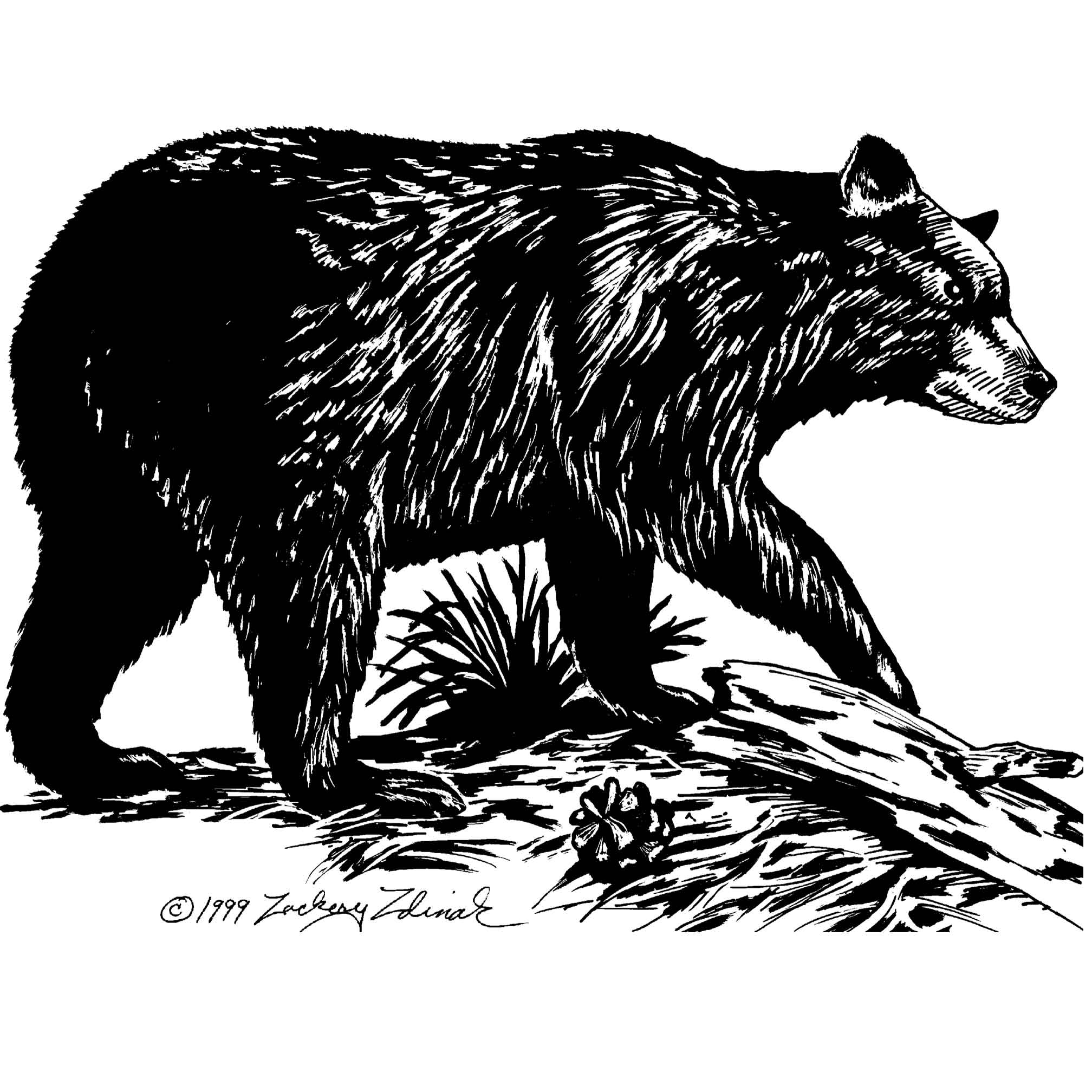 Black Bear