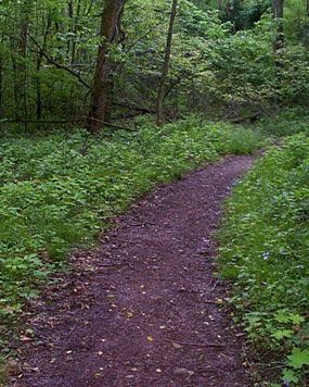 Trail up Glade Creek drainage