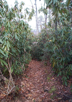 View of hiking trail through rhododendron bushes