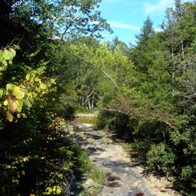 a small stream flows through the forest