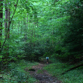 hiker walking on a trail through the forest 