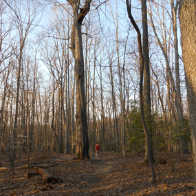 Big Buck Trail
