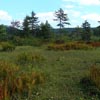 Cranberry Glades