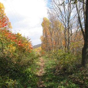 trail through forest with fall colors