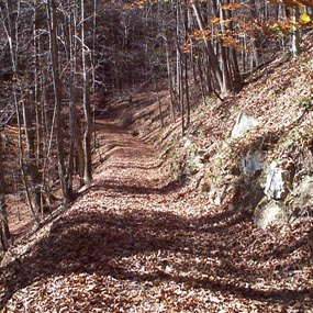 Little Laurel Trail