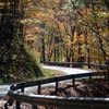 winding road through the forest