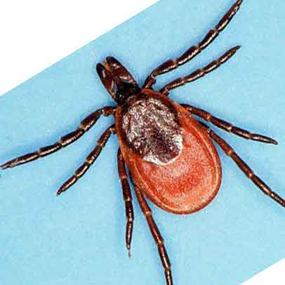 deer tick