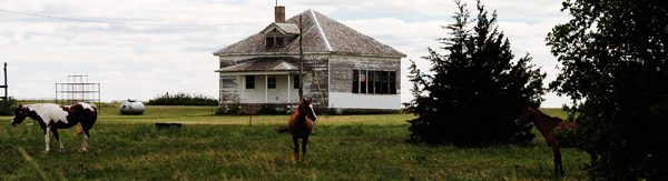 Horses grazing near the Nicodemus Schoolhouse.