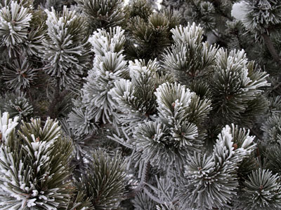 Frosted evergreens outside of our office.