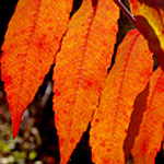 Smooth Sumac