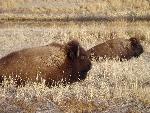 Bison cows at wildlife refuge
