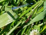 Blue and red Damselflies