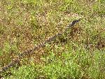 Bullsnake, a common reptle of the plains