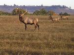 Elk at a wildlife refuge