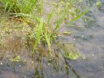 Bullfrog