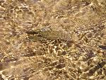 Crayfish