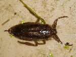 Giant Waterbug